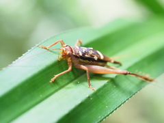 Cardiodactylus esakii