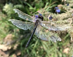 Selysiothemis nigra