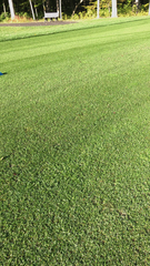 Stenotaphrum secundatum