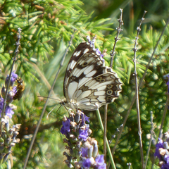 Melanargia lachesis