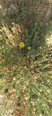 Xanthisma spinulosum