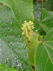 Mallotus japonicus