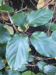 Actinidia arguta