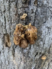 Pycnoporellus alboluteus