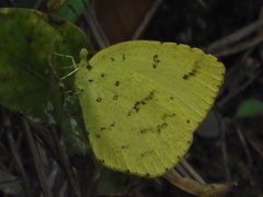 Eurema mandarina