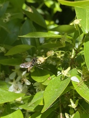 Brachygastra lecheguana
