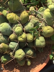 Austrocylindropuntia subulata