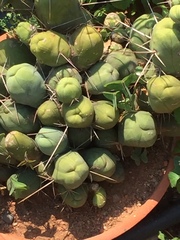 Austrocylindropuntia subulata