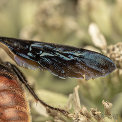 Scolia dubia haematodes