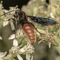 Scolia dubia haematodes