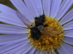 Oestroidea