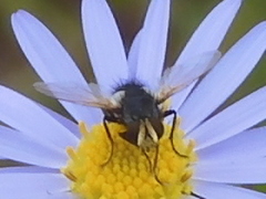 Oestroidea