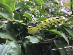 Acherontia atropos