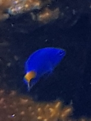 Chrysiptera parasema