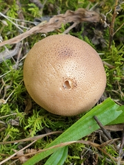 Lycoperdaceae