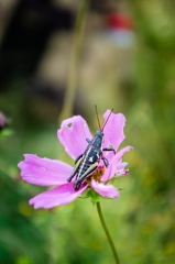 Sphenarium purpurascens