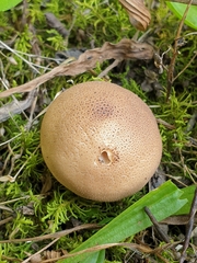 Lycoperdaceae