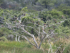 Dendrocygna