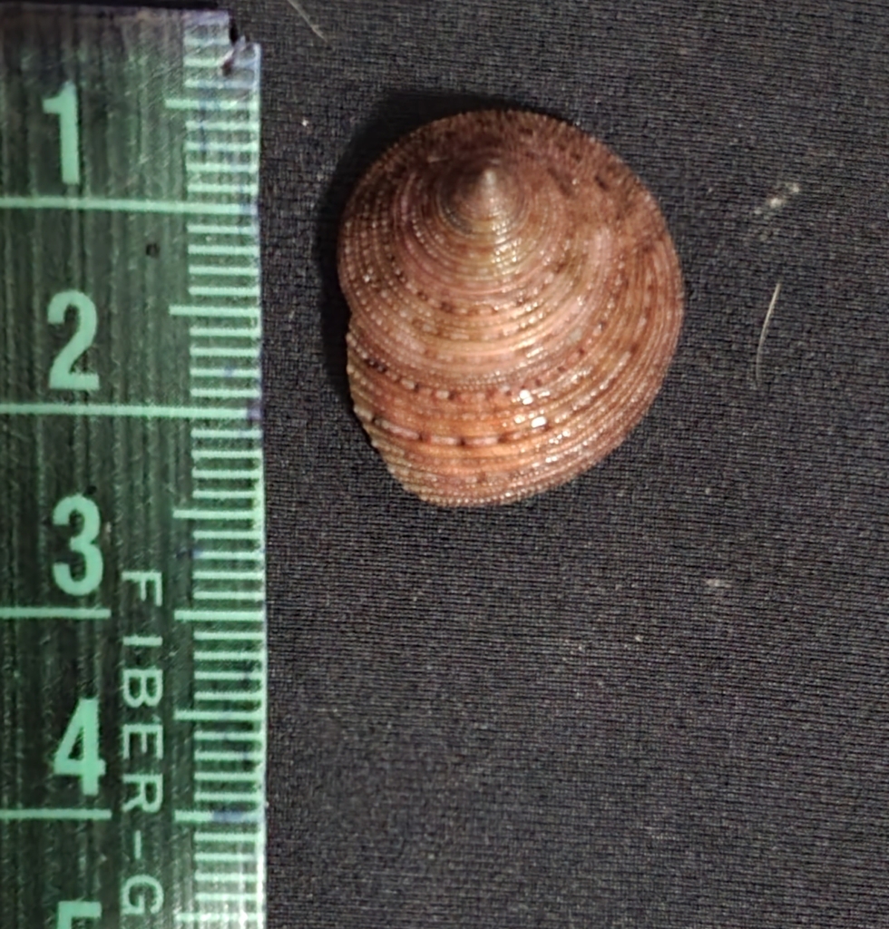 Calliostoma aequisculptum