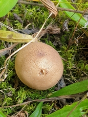 Lycoperdaceae