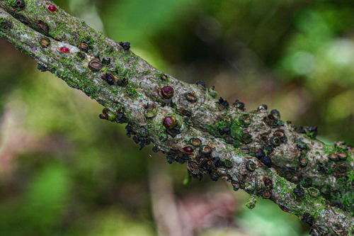 Apodanthaceae image