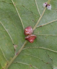 Andricus nigricens
