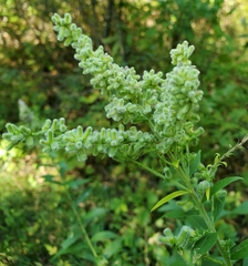 Rhopalomyia anthophila