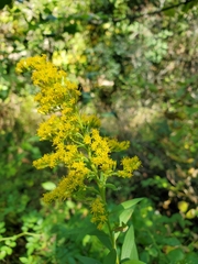 Rhopalomyia anthophila