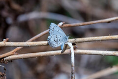 Celastrina lucia