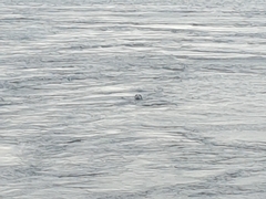 Halichoerus grypus grypus