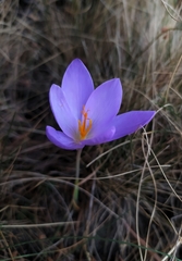 Crocus serotinus