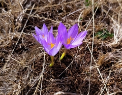 Crocus serotinus