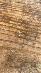 Hentzia mitrata