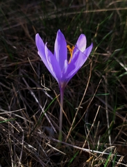 Crocus serotinus