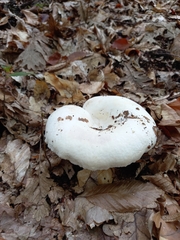 Lactarius pubescens