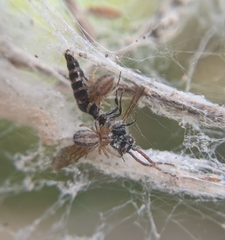 Stegodyphus sarasinorum