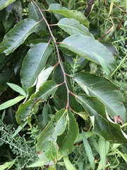 Diospyros virginiana