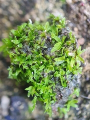 Tortula marginata