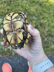 Kinosternon subrubrum