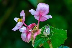 Edessa collaris-group