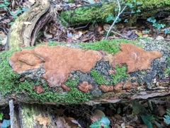 Fomitiporia punctata