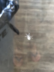 Myllocerus undecimpustulatus