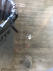 Myllocerus undecimpustulatus