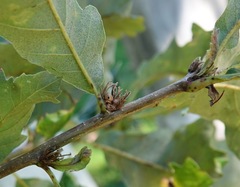 Andricus quercusfrondosus