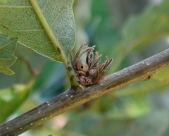 Andricus quercusfrondosus