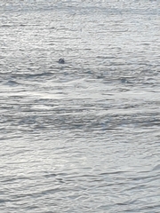 Halichoerus grypus grypus