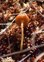 Simocybe centunculus