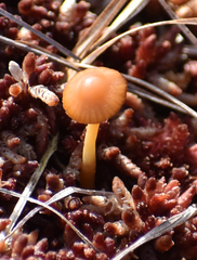 Simocybe centunculus