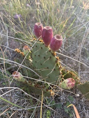 Opuntia gilvescens