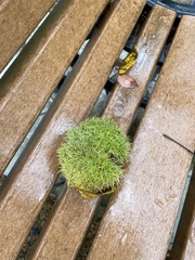 Castanea mollissima